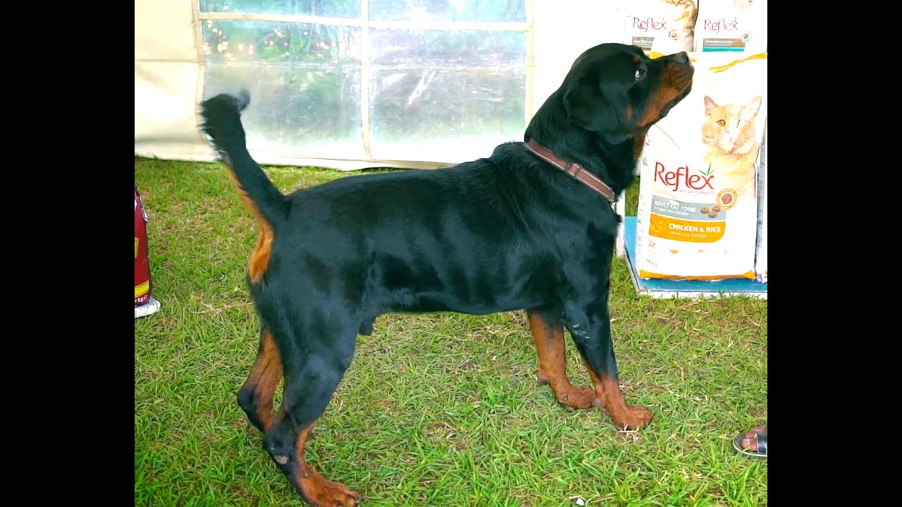 HUGE ROTTWEILER DOG OBEDIENCE AND WELL SOCIALISED