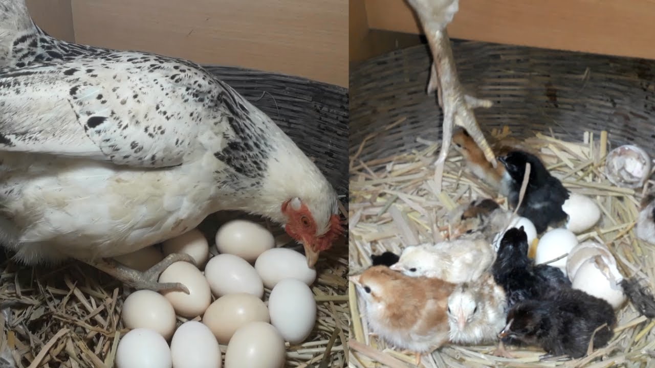 Hen Harvesting Eggs to Chicks