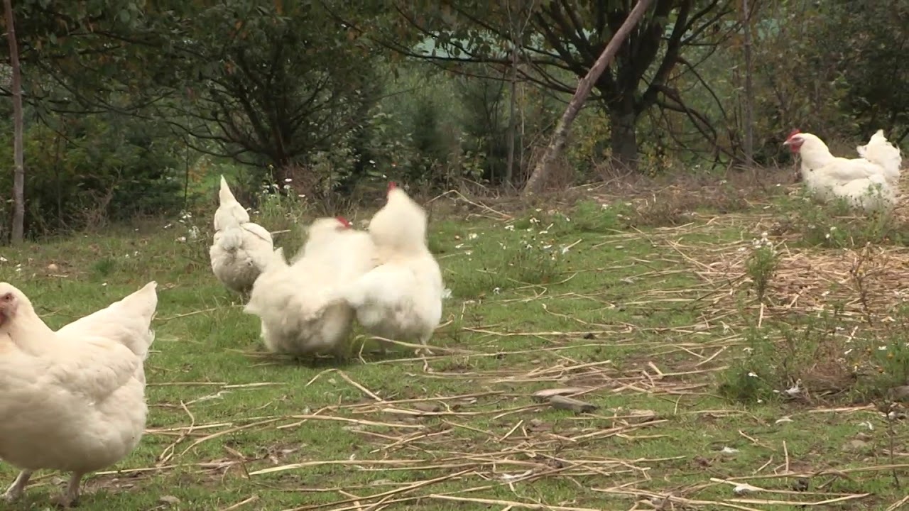H&uuml;hnergl&uuml;ck H&Uuml;HNERKAMPF