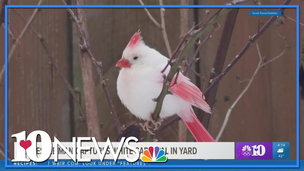 Tennessee man captures rare cardinal in yard