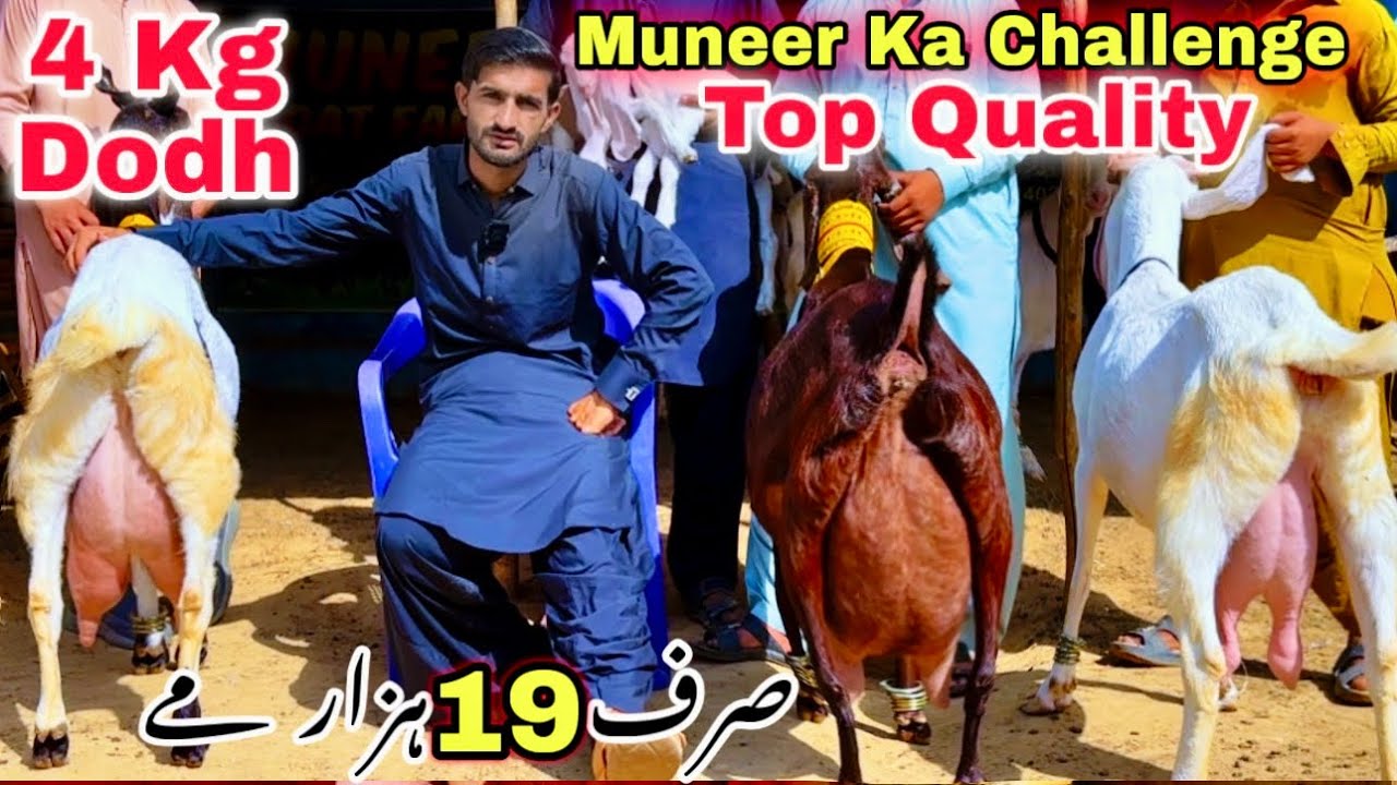 Sirf 19 Hazar Me 🚨 | Muneer Goat Farm Bacho Wali Bakriyan Le Aya 😍 Goat Farming | Bakra Mandi 