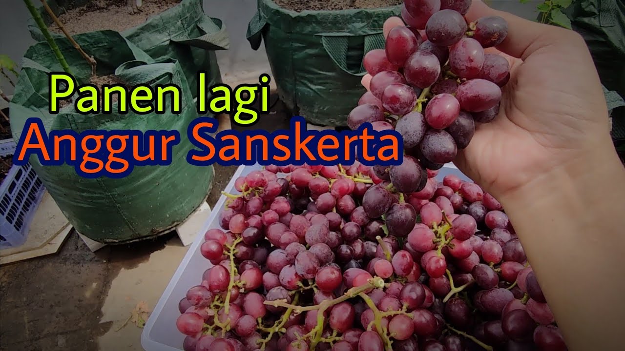 Anggur Sanskerta | Panen Desember 2021