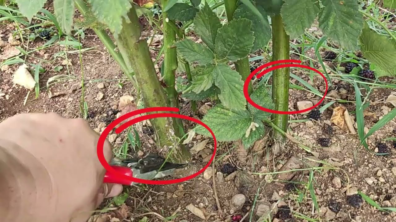 Rezidba kupine nakon berbe - Savjeti za početnike
