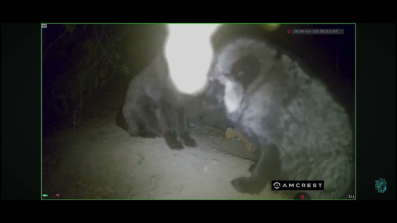 The Secret Meeting of the Foxes