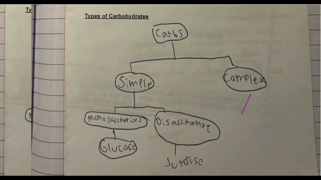 BIOLOGY: (ACTUAL LESSON) SCIENCE (LIPIDS, PROTEINS, CARBOHYDRATES) || Jane Maciejewski
