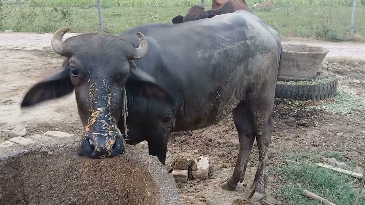 मात्र 6000 में 😱 भैंस का बच्चा ! सबसे सस्ती भैंस ! सबसे सस्ती भैंस का बच्चा यहां पर मिलेगा😱 #buffalo