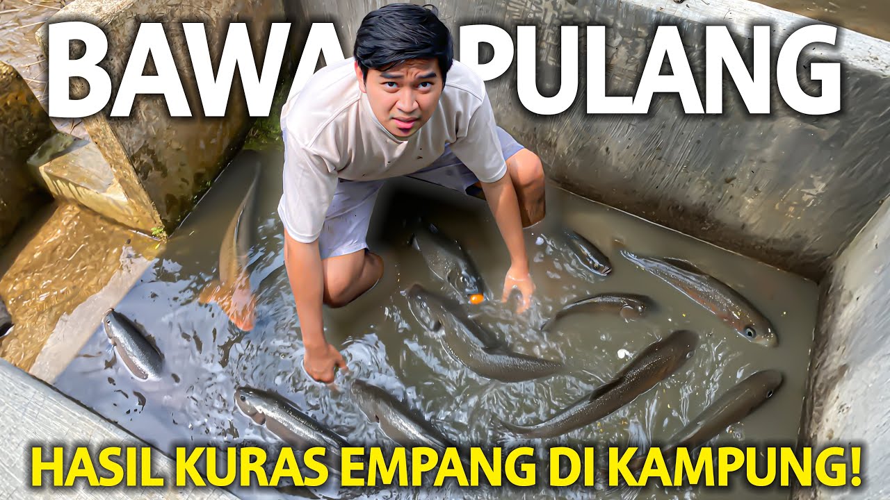 SORTIR DAN BAWA PULANG SEMUA IKAN HASIL KURAS EMPANG KAMPUNG! SEBANYAK INI IKAN YANG TERTANGKAP!