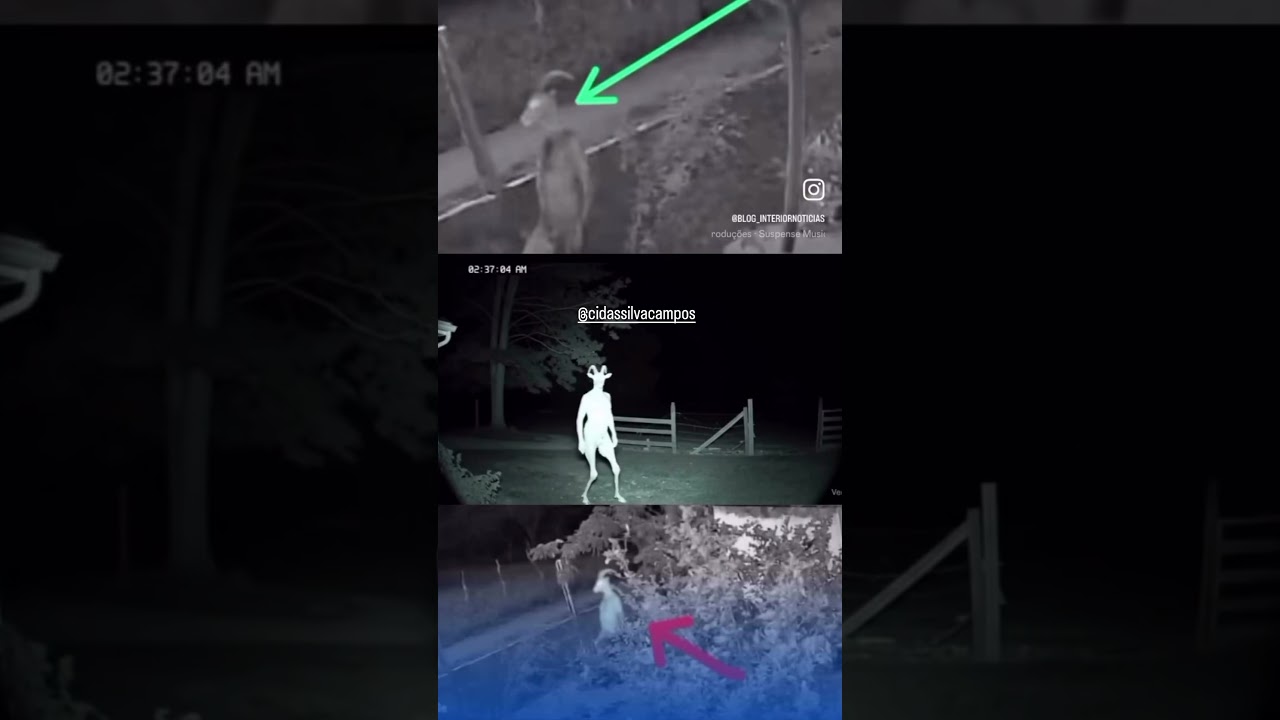 &ldquo;Chupa-cabra?&rdquo; Criatura misteriosa &eacute; flagrada no S&iacute;tio Manibu, em Orob&oacute;.  @OlhoaOlhocomCidaCampos