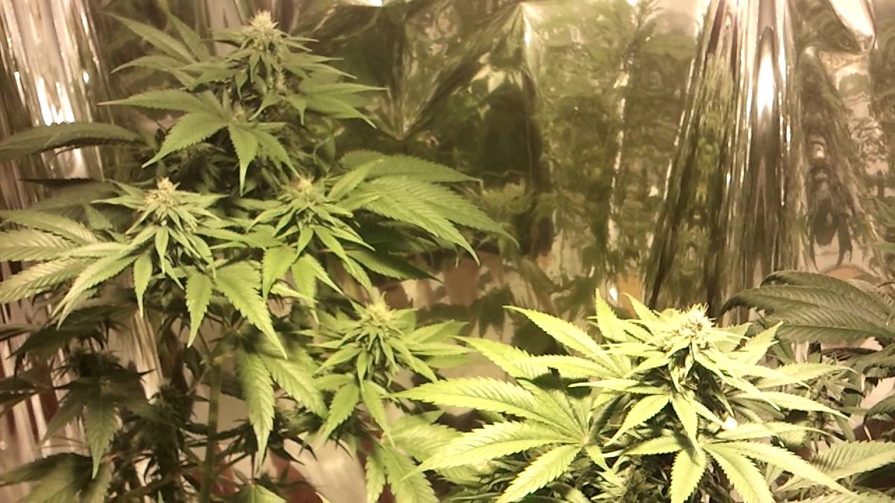 Day 31 of Flower Pineapple Fields & Chem 91