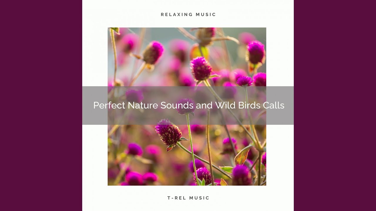 Get Total Sleep with Virgin Nature Tunes pt. 1