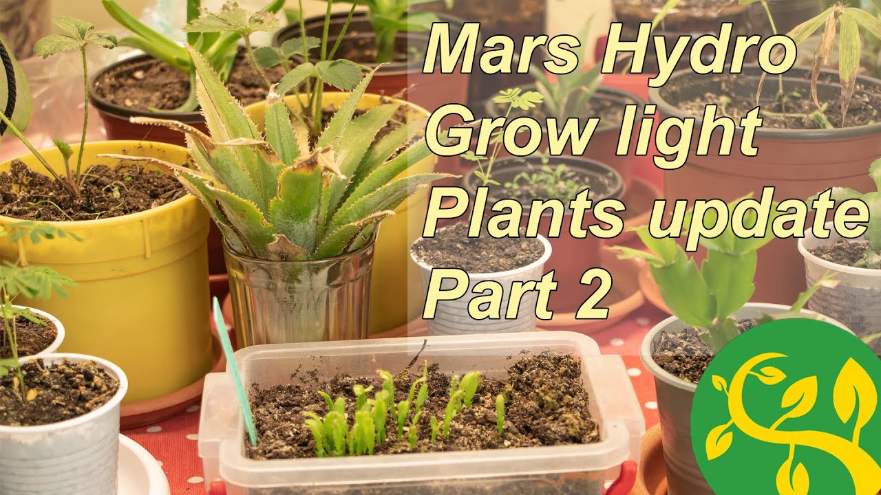 My plants under Mars Hydro grow light part 2