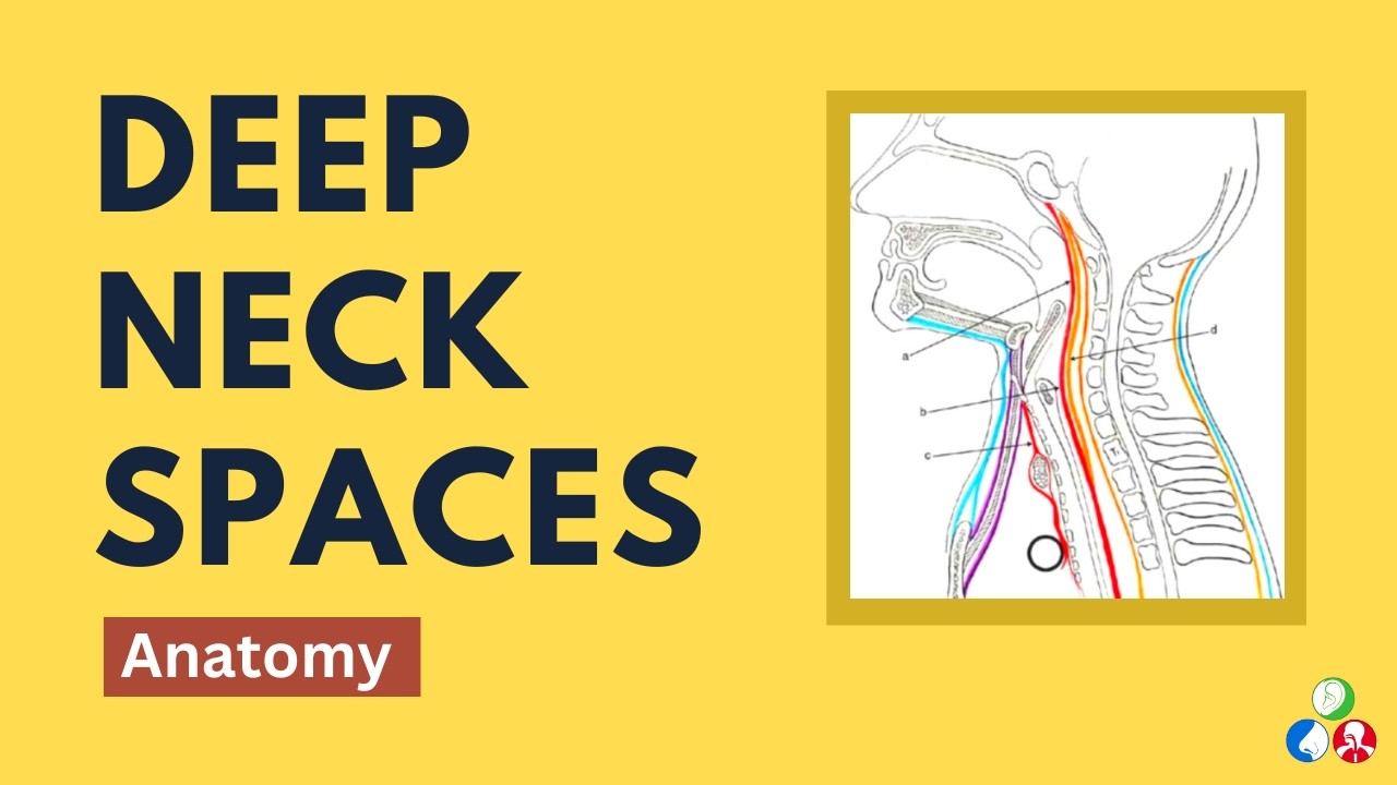 Deep Neck Spaces | Anatomy of Deep Neck Spaces
