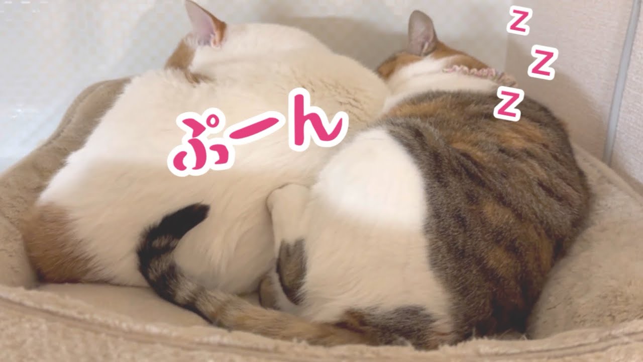 【三毛ママ】うちの猫のイビキが可愛かった
