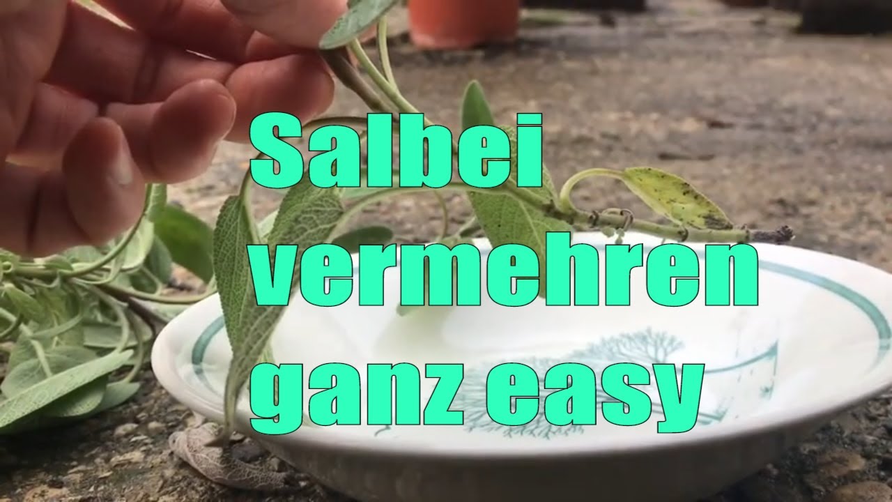 Salbei über Stecklinge vermehren, Stecklingsvermehrung // Gartenschlau.com