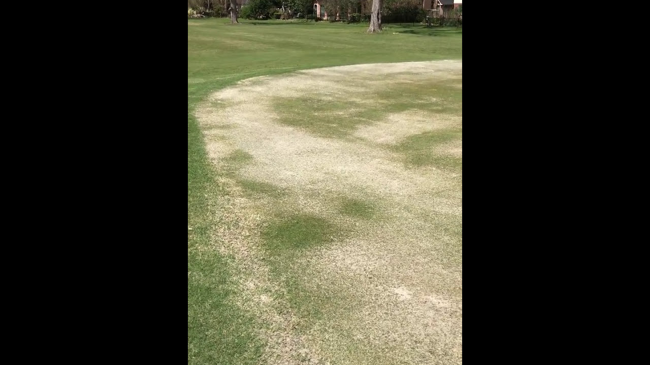 Golf Green treated with Next Wave Microbes
