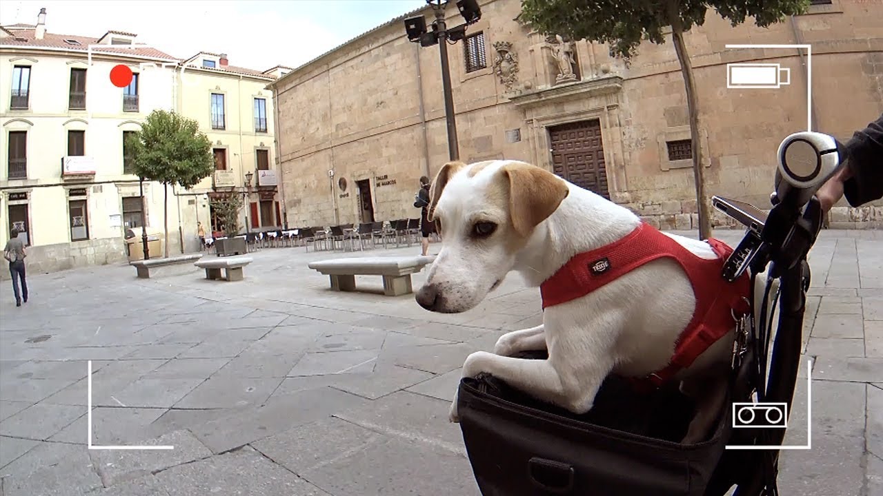 La vuelta a España de Pipper - Viaja con tu perro