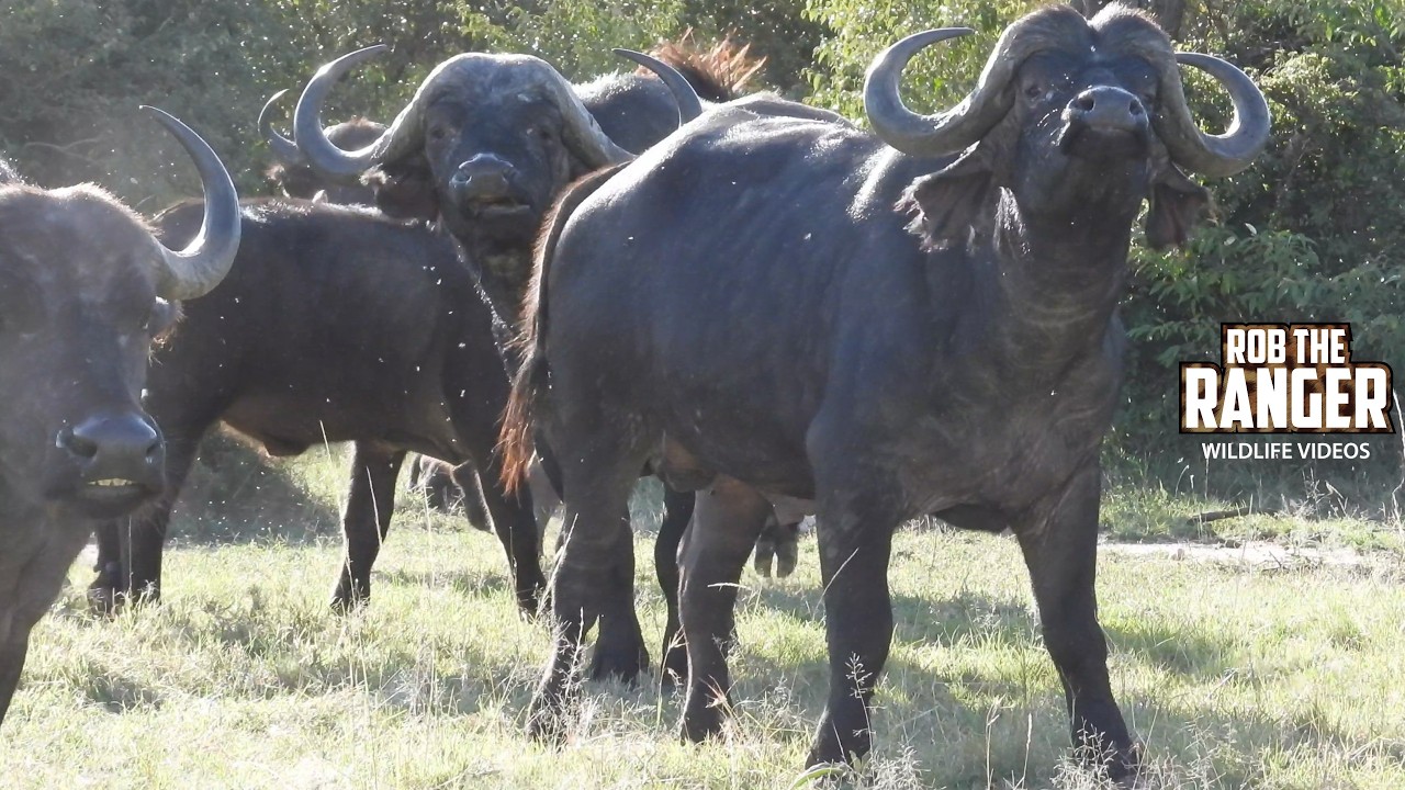 Look At This Beautiful Buffalo Herd!! | Lalashe Mara Ripoi Safari
