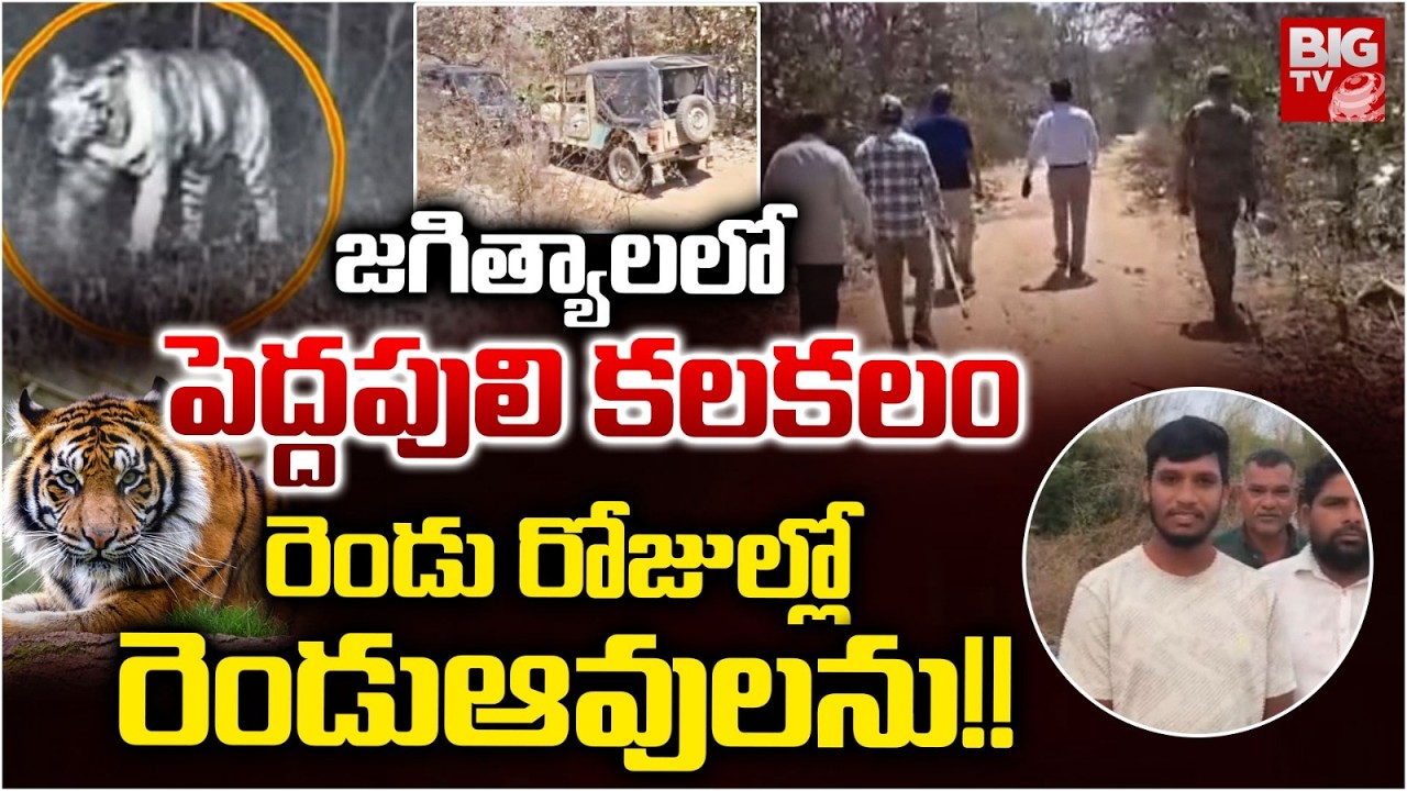 Jagtial Tiger hulchal | జగిత్యాలలో పెద్దపులి కలకలం,, రెండు రోజుల్లో రెండుఆవులను!! | BIG TV