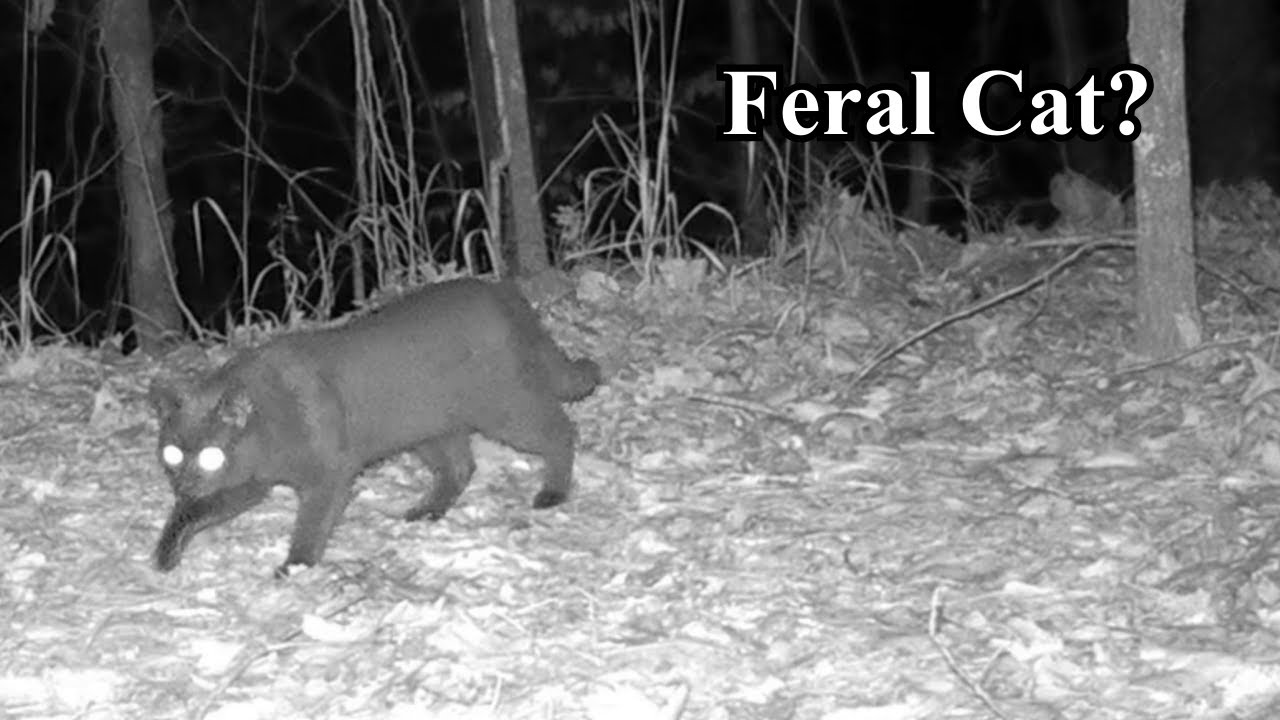 Feral Cat on Trail Cam at Night | Raccoons, Foxes, and Other Creek Bottom Visitors