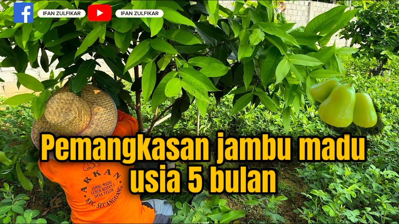 Pemangkasan jambu madu usia 5 bulan