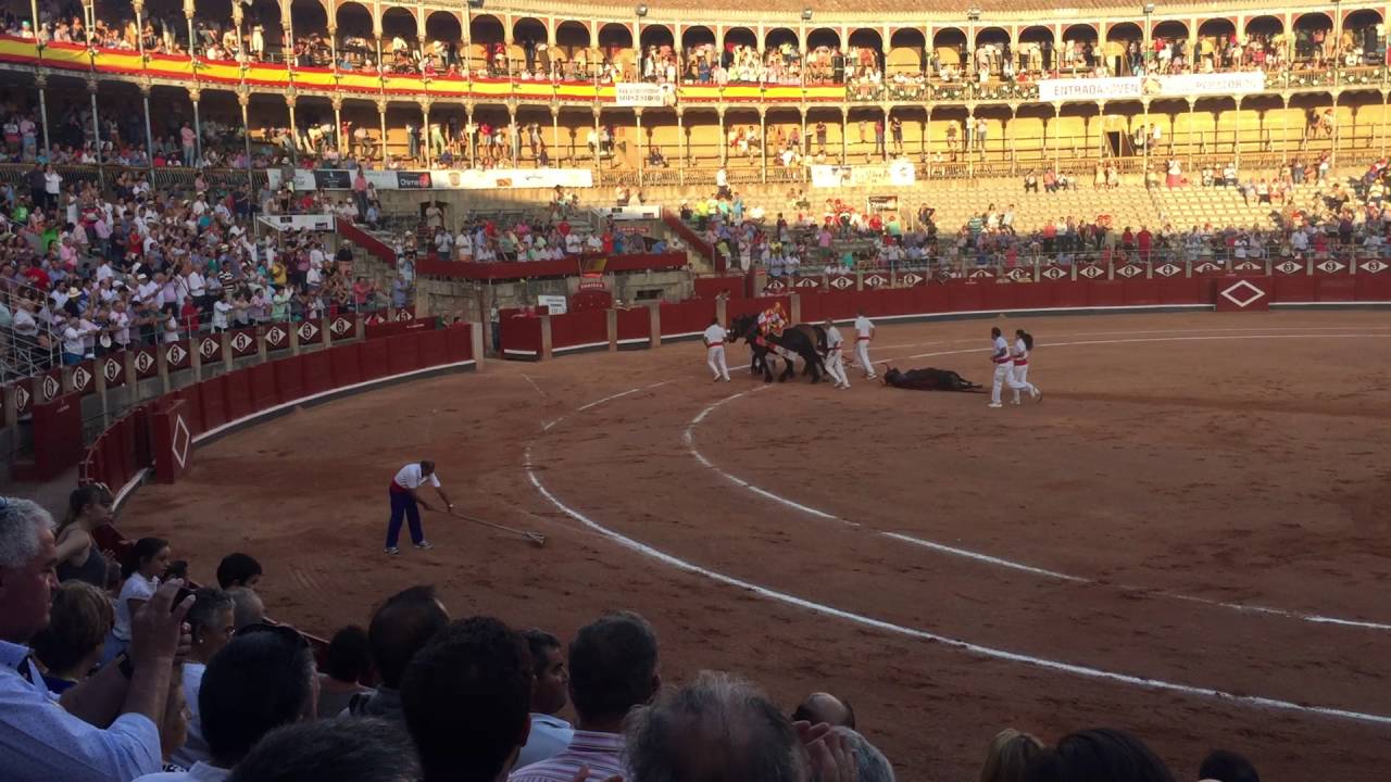Bull is removed