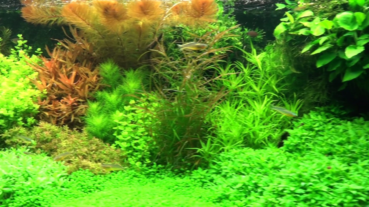 Top Dutch Planted Aquarium of Alain Debeer