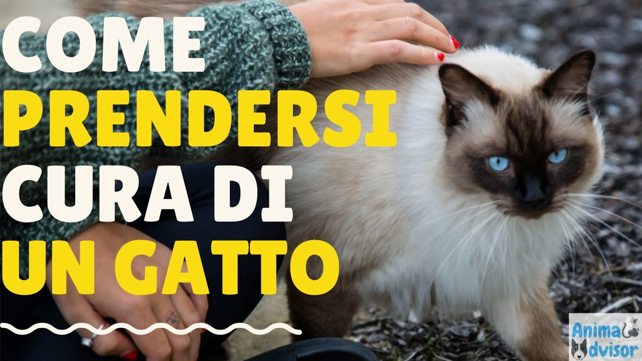COME PRENDERSI CURA DI UN GATTO