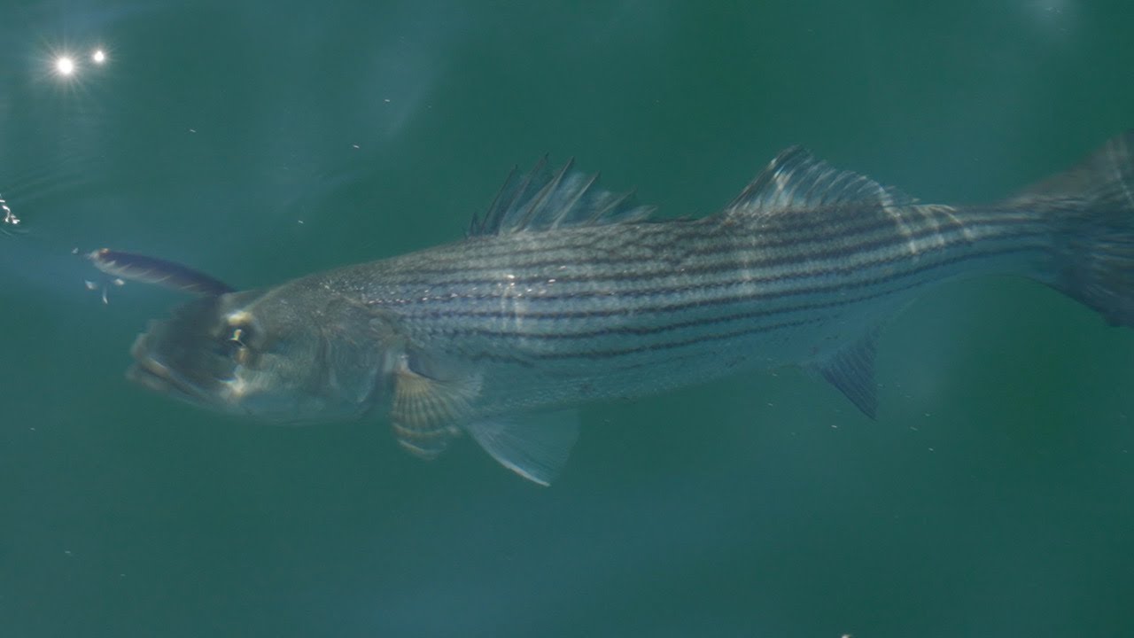 Big Summer Stripers | Multiple Appaoches with Tide | Salty Cape TV: S2024, E6