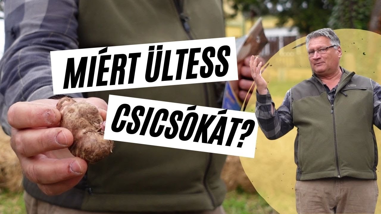 Miért jó választás a csicsóka? 👨‍🌾 Miért ültess csicsókát? │Kreatív Farmer
