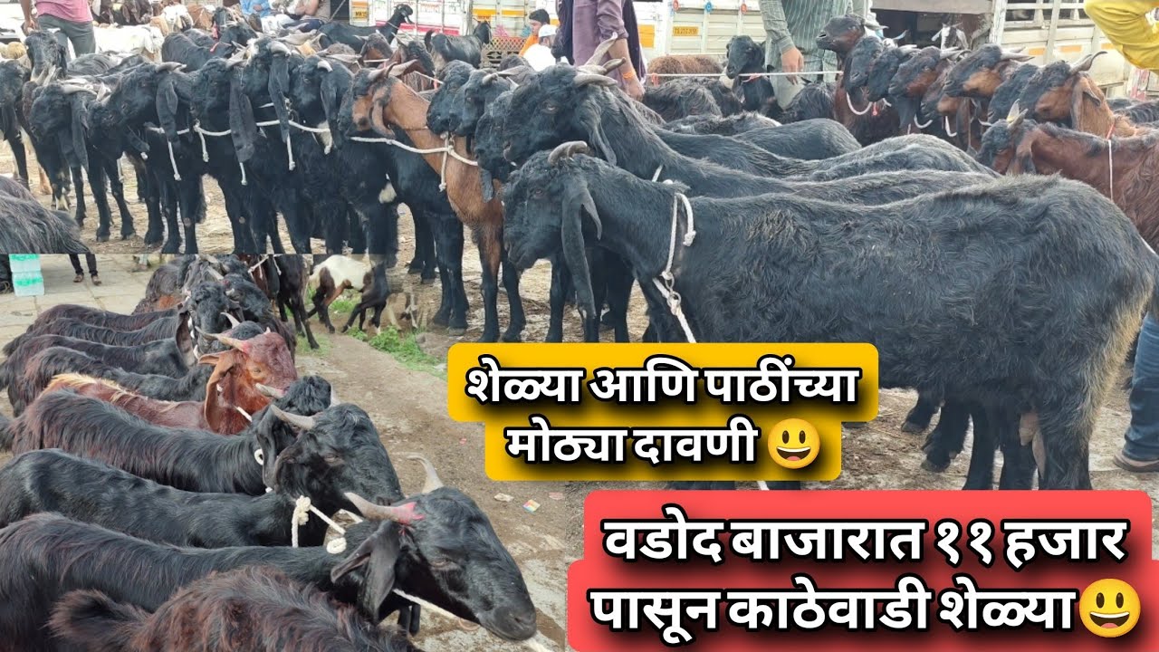 टॉप कॉलिटी फळकर पाठी आणि काठेवाडी शेळ्या आल्या वडोद बाजार मध्ये 😃एक नंबर माल 😊