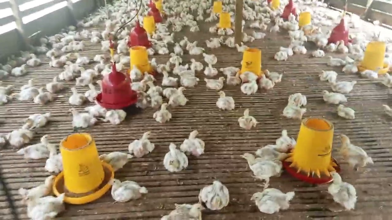 Umur 20 hari ayam broiler bobot rata2 0,7