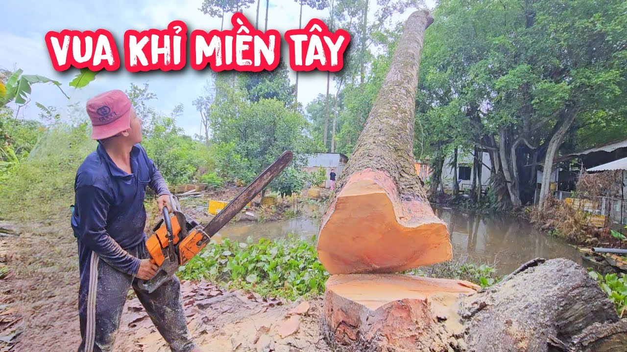Kinh Hoàng !!! Vua Khỉ cưa hạ cây Dầu khủng ngã xuống ao cá làm chấn động cả cái ao.
