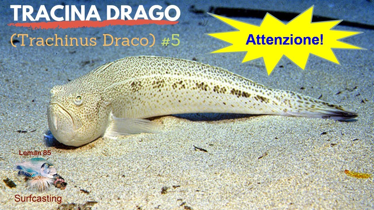 Tracina Drago – Trachinus Draco (ATTENZIONE) #5