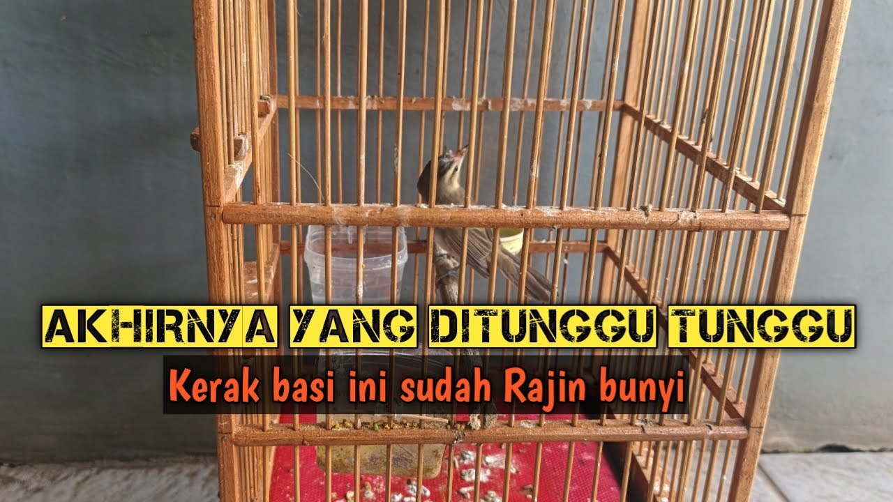 Berapa lama kerak basi rajin setelah ngeriwik?? 
