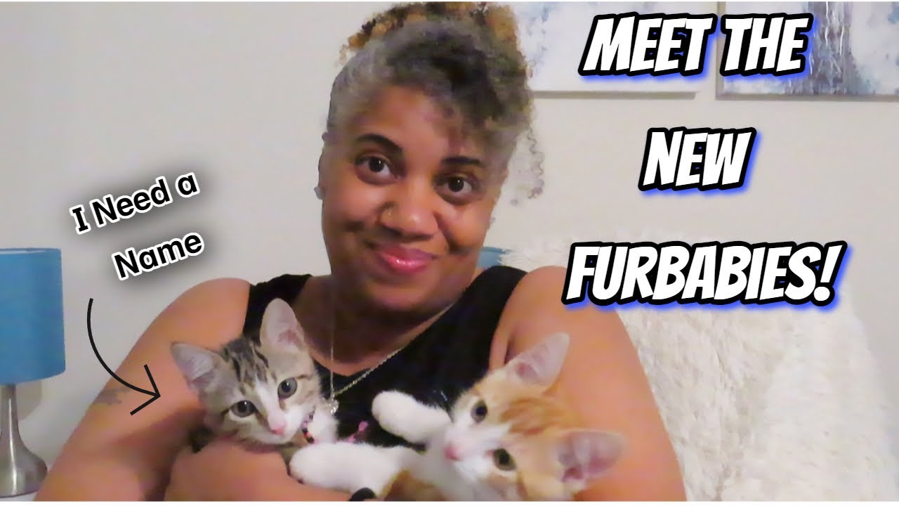 Meet Our New Kittens! | New Editions to the Family!