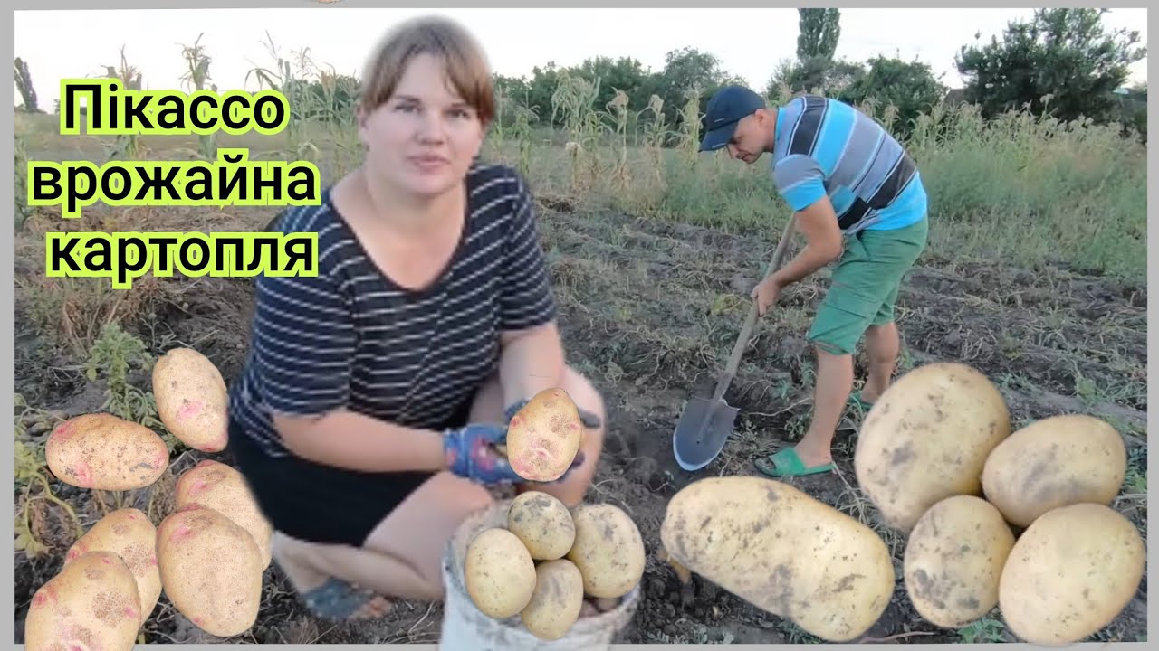 Копаємо вже картоплю.Врожай вдався .Сорт Арізона-просто супер 🔥