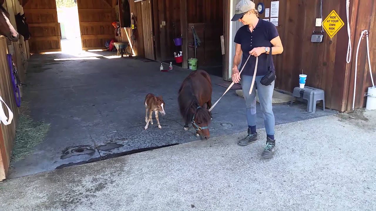 Baby miniature horse chasing a person 2