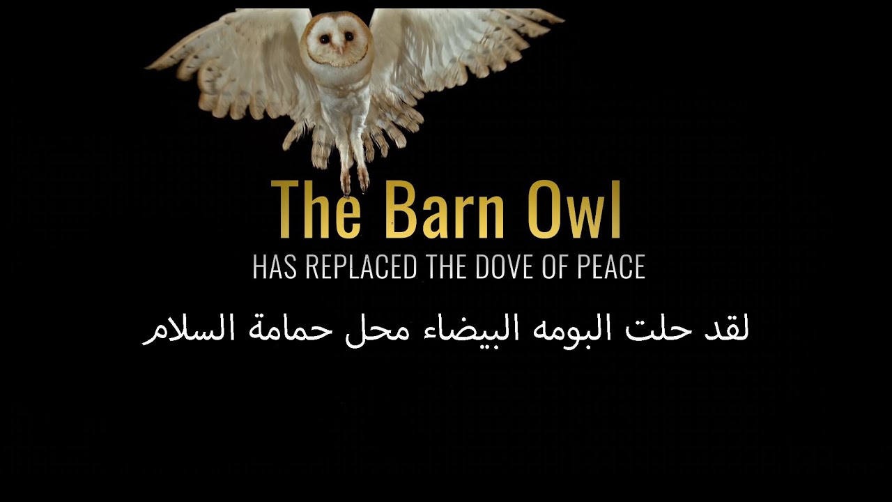 Barn Owl - Arabic - لقد حلت البومة البيضاء محل حمامة السلام