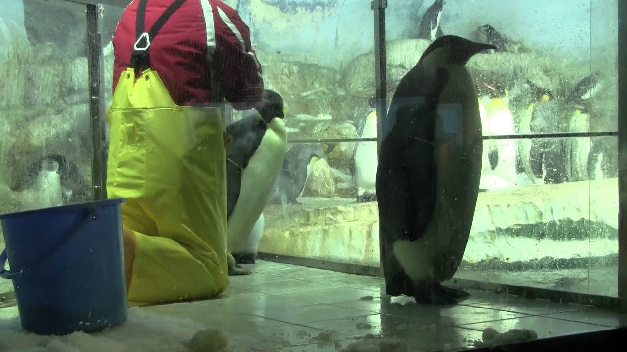 エンペラーペンギンの親子 鳴き交わし～飼育員さんからの給餌 (15/12/2013)