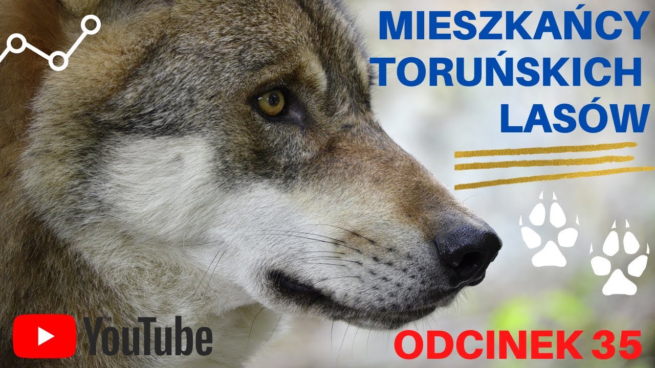 Ranny wilk - wounded wolf. Mieszkańcy toruńskich las&oacute;w odcinek 35