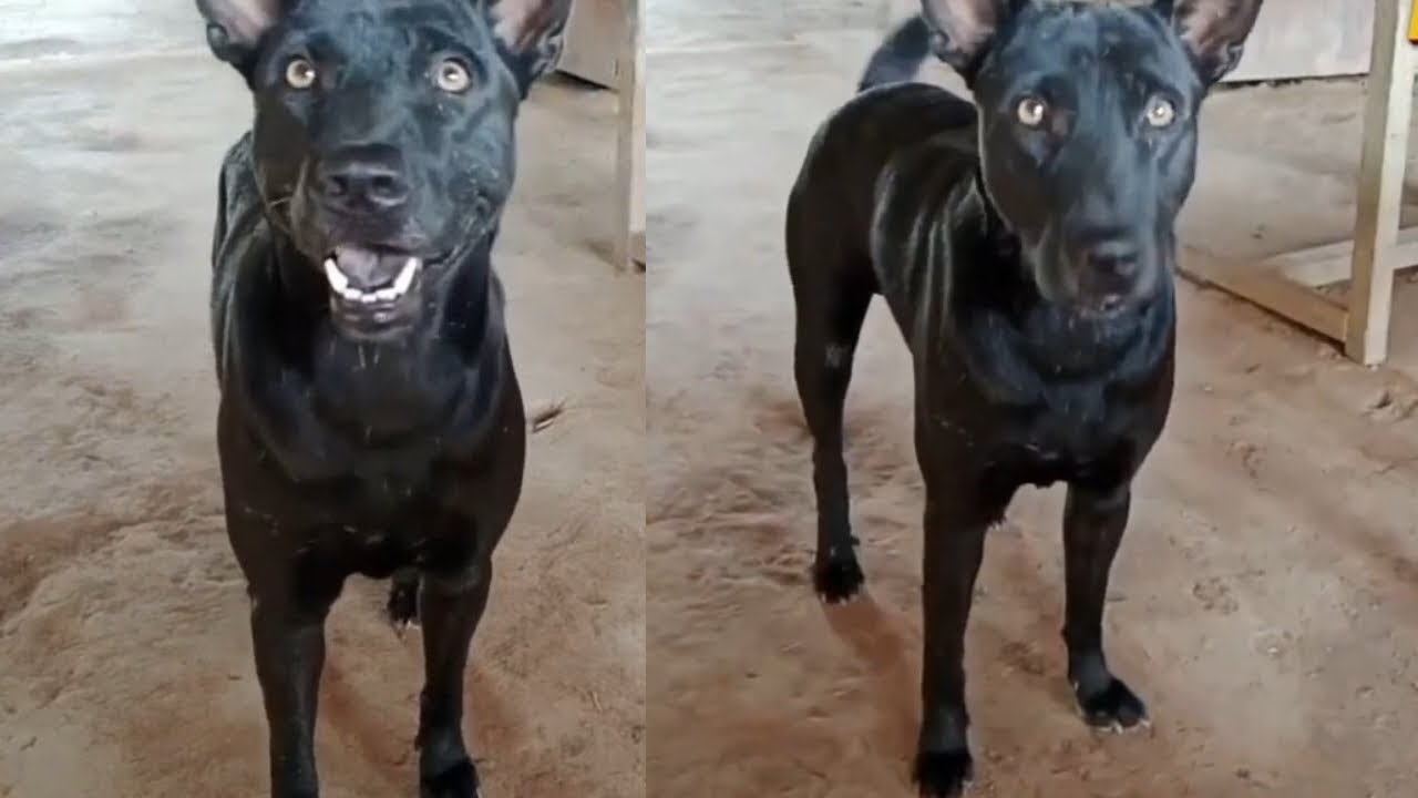 THE BLACK DOG IS VERY HUNGRY AND INTERESTING #dog
