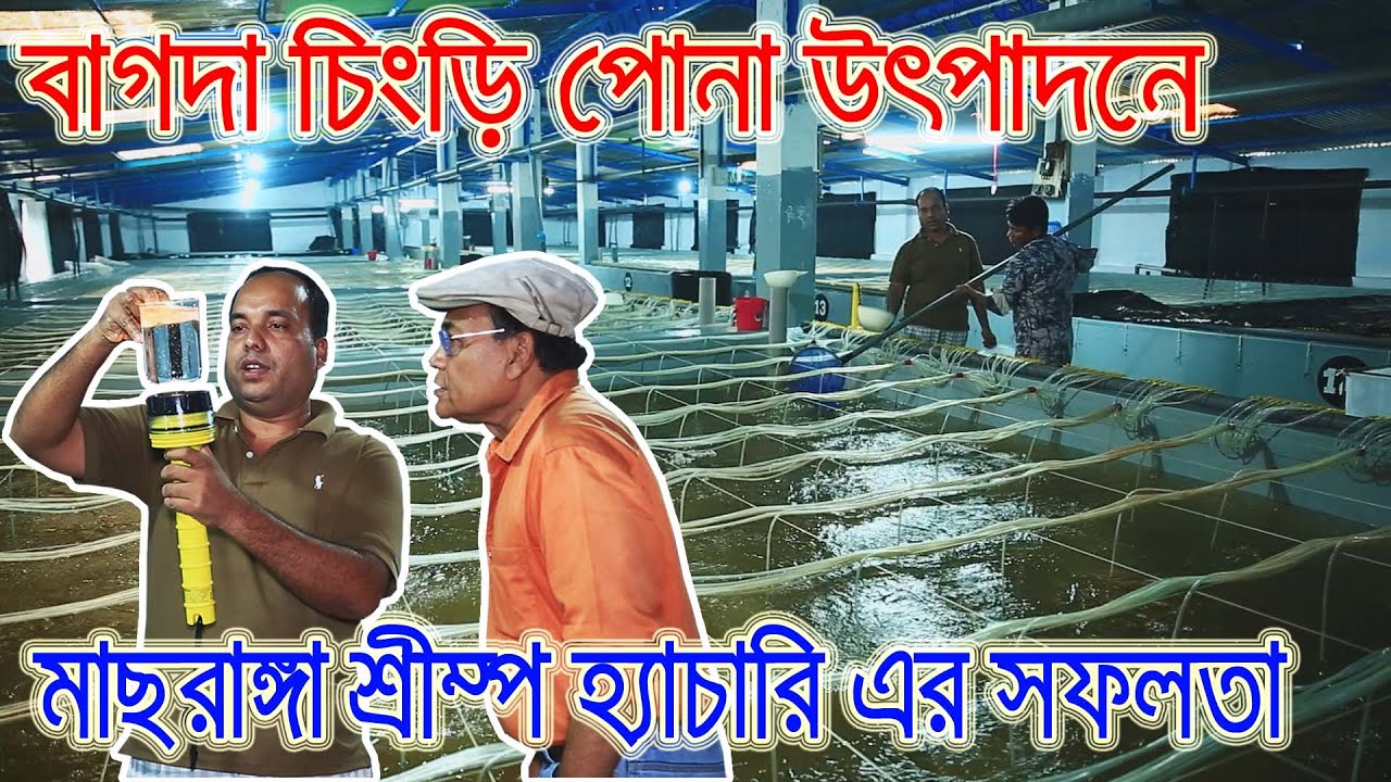 বাগদা চিংড়ি পোনা উৎপাদনে মাছরাঙ্গা হ্যাচারি এর সফলতা |Maasranga Hatchery |Dewan Siraj |Mati O Manush