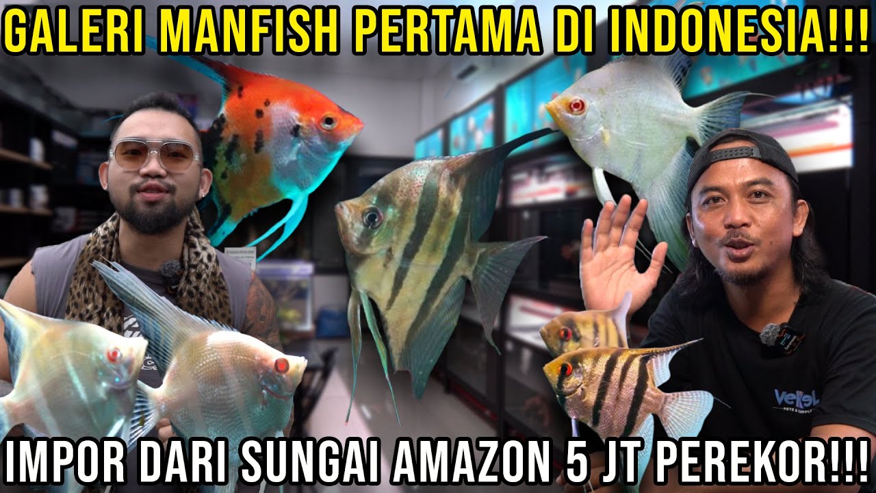 GALERI MANFISH PERTAMA DI INDONESIA!!! IMPOR DARI SUNGAI AMAZON 5 JT PEREKOR!!! VEKEL #indoexotic