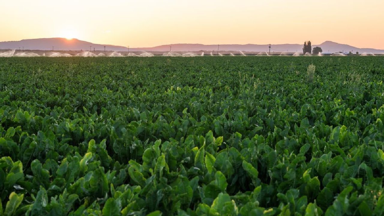 Have you heard about California Grown horseradish?