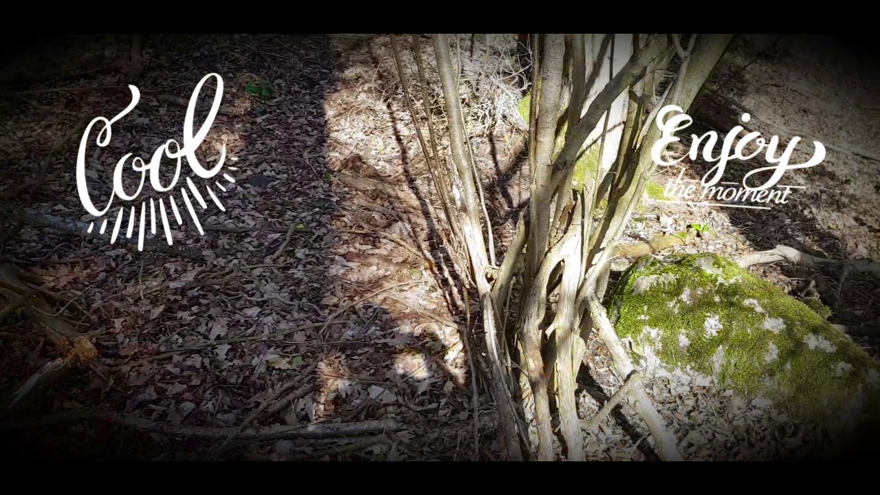 Biotope parfait pour la Morille