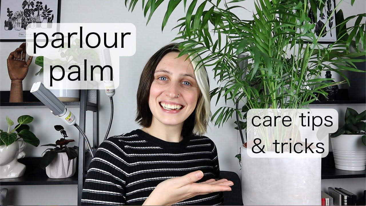 PARLOUR PALM CARE | Chameadorea Elegans Tips & Tricks