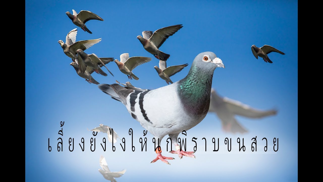 เลี้ยงนกพิราบยังไงให้ขนสวยสุขภาพดี