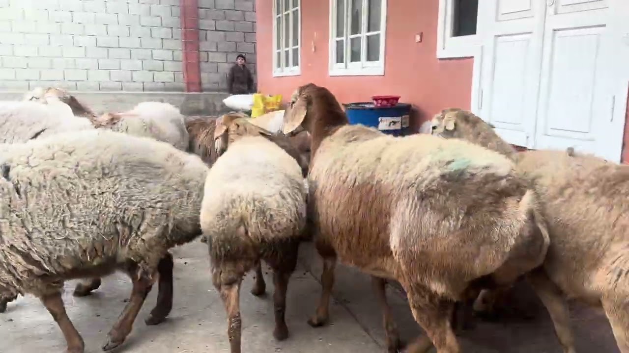 Авгон арашан куйлари 