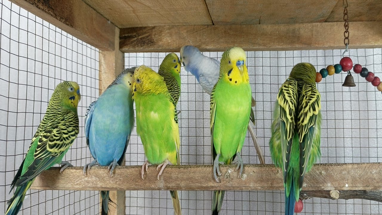 12 hr If your budgies don’t chirp, playing this video will help lonely parakeet bird start to chirp