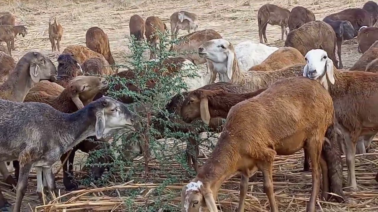 Comment produire 400 moutons de même âges sans hormones ?